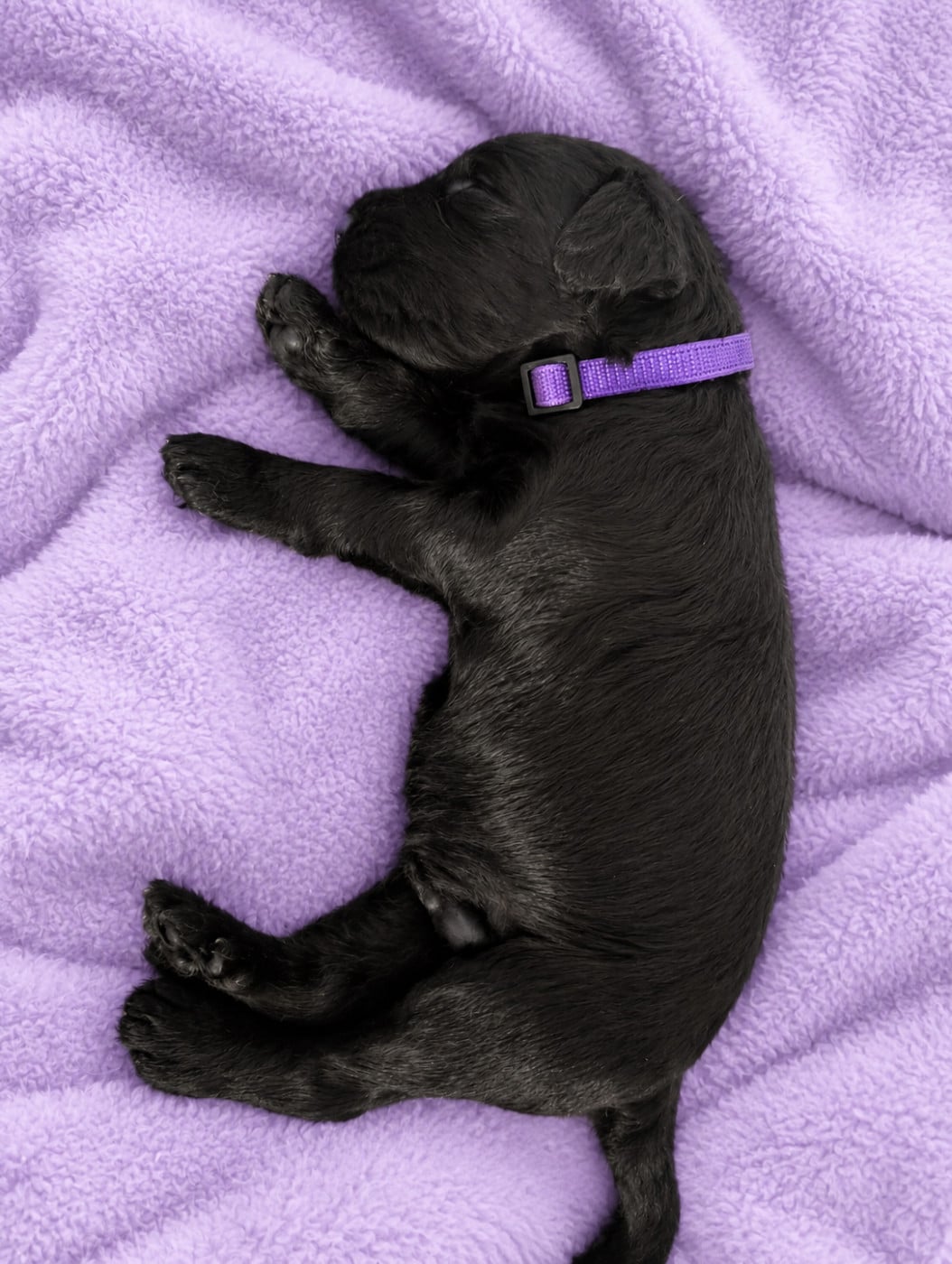 CHIOT 5 - COLLIER VIOLET - Berger de Brie