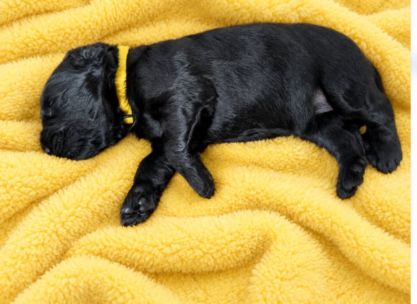 CHIOT 1 - COLLIER JAUNE - Berger de Brie