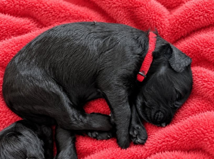 CHIOT 2 - COLLIER ROUGE - Berger de Brie
