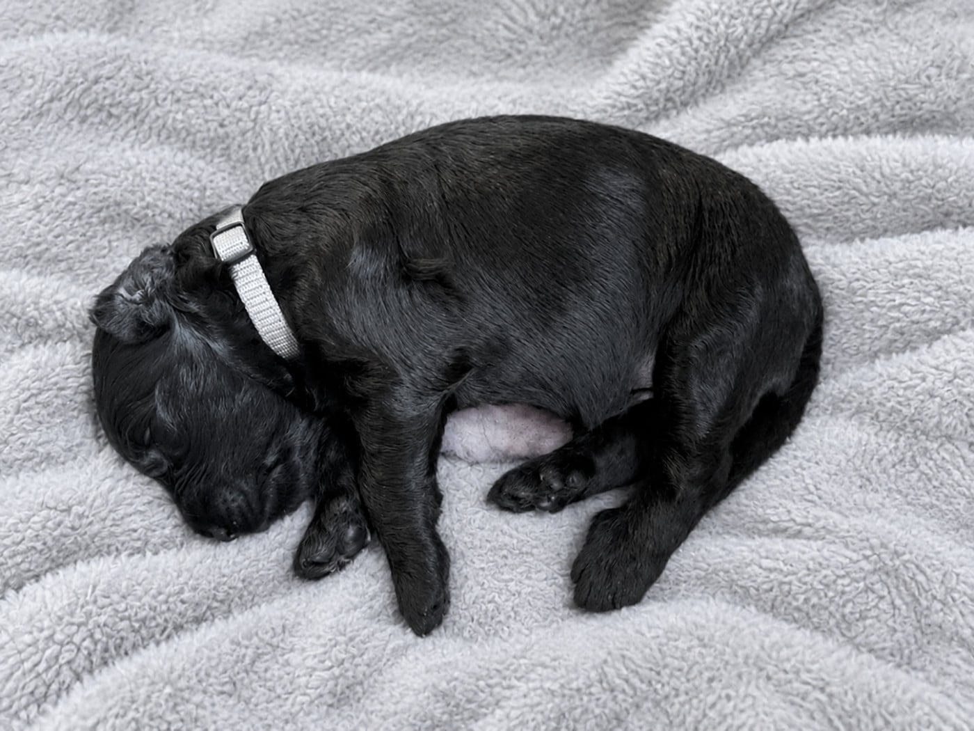 CHIOT 4 - COLLIER GRIS - Berger de Brie