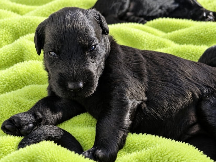 CHIOT 6 - COLLIER VERT - Berger de Brie