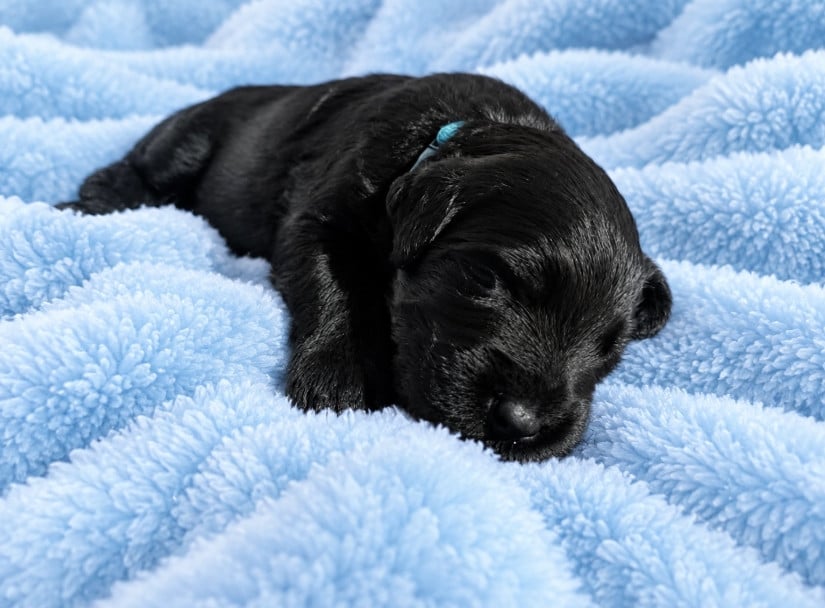 CHIOT 7 - COLLIER BLEU - Berger de Brie