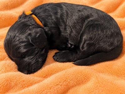 Les chiots de Berger de Brie