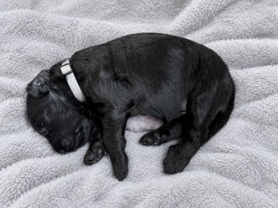 Les chiots de Berger de Brie