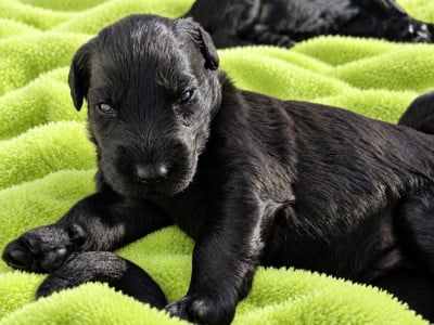 Les chiots de Berger de Brie