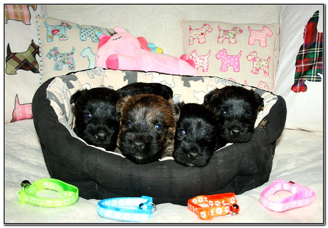 Scottish Terrier - du Clan des Petits Colonels