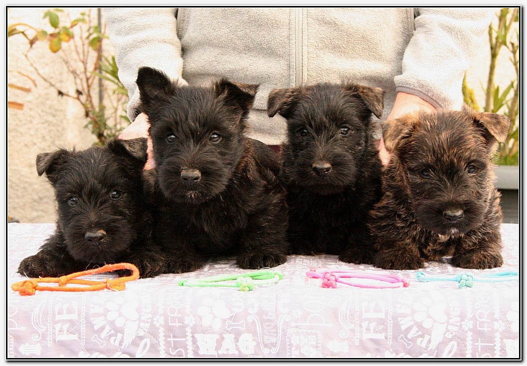 Scottish Terrier - du Clan des Petits Colonels