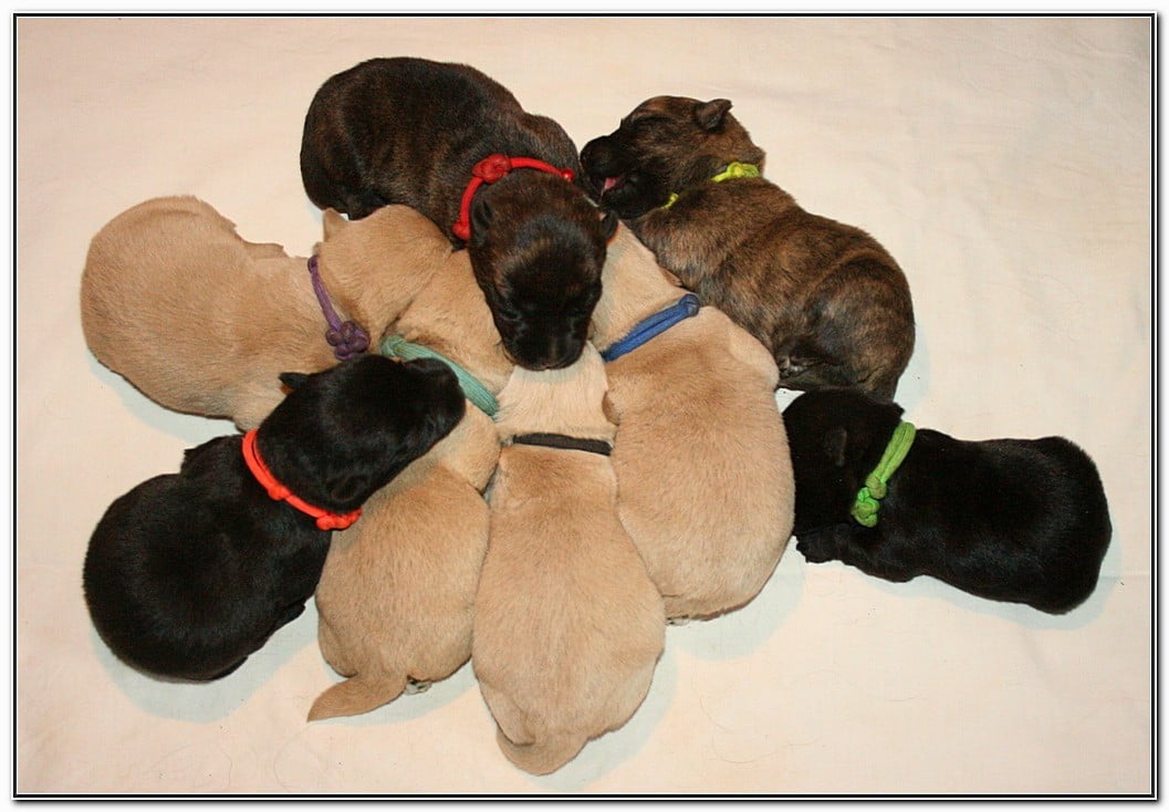 Scottish Terrier - du Clan des Petits Colonels