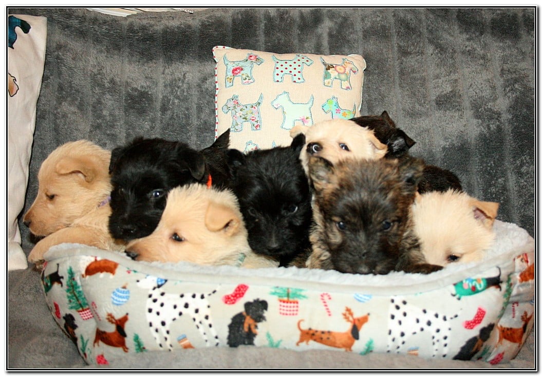 Scottish Terrier - du Clan des Petits Colonels