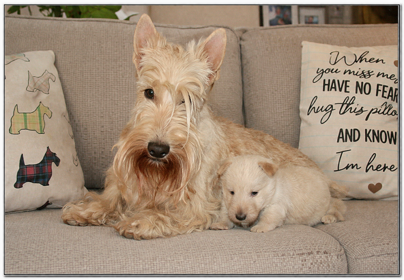 Barbatruc - Scottish Terrier