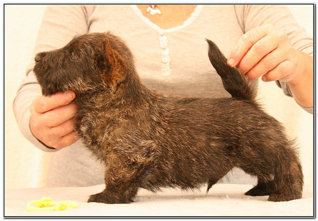 Bing Bong "Jaune"