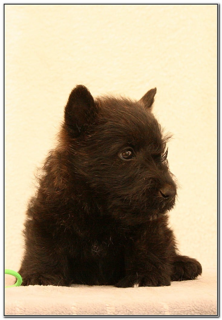 Scottish Terrier - du Clan des Petits Colonels