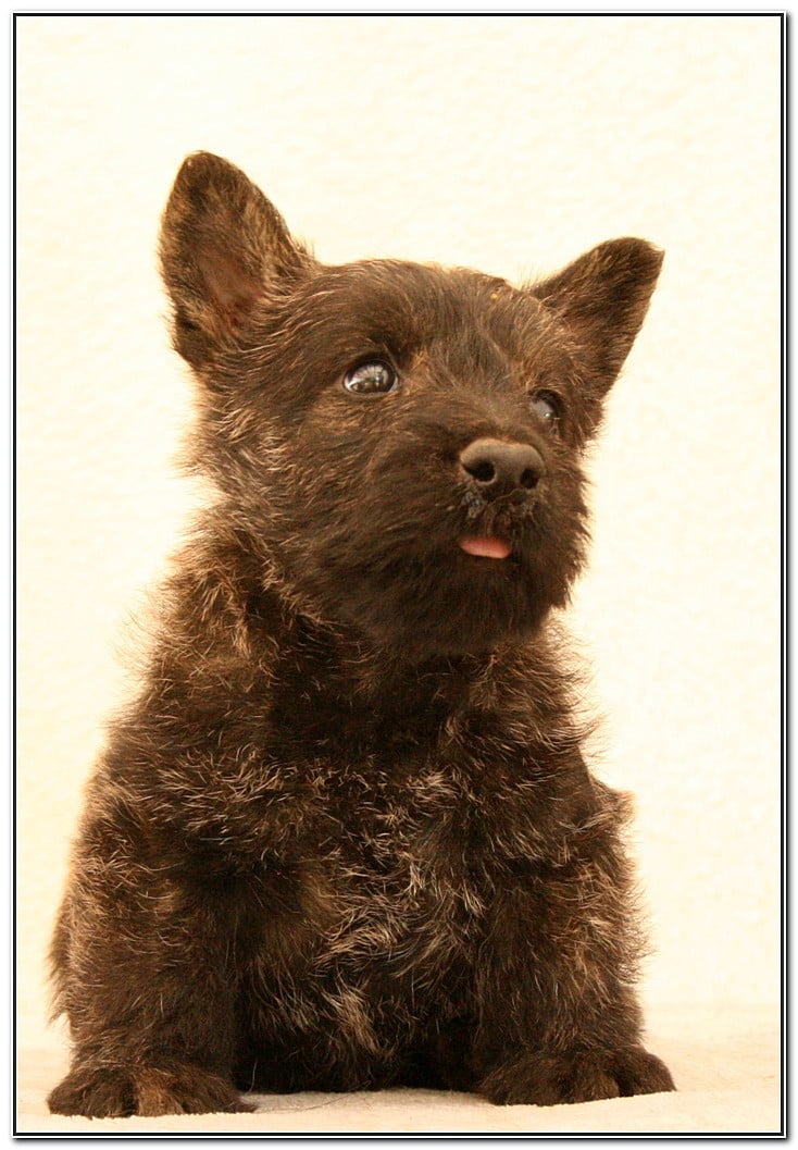Bruce "Bleu"