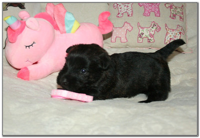 Les chiots de Scottish Terrier