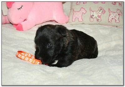 Les chiots de Scottish Terrier