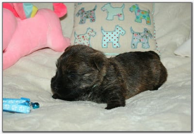Les chiots de Scottish Terrier