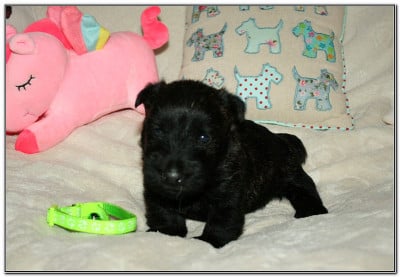 Les chiots de Scottish Terrier