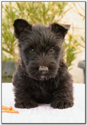 Les chiots de Scottish Terrier