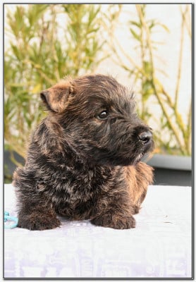Les chiots de Scottish Terrier