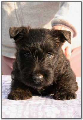 Les chiots de Scottish Terrier