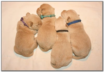 Les chiots de Scottish Terrier