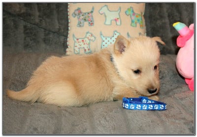 Les chiots de Scottish Terrier