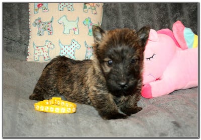 Les chiots de Scottish Terrier