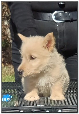 Les chiots de Scottish Terrier
