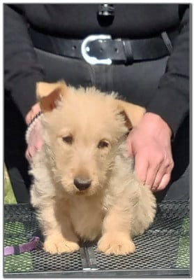 Les chiots de Scottish Terrier