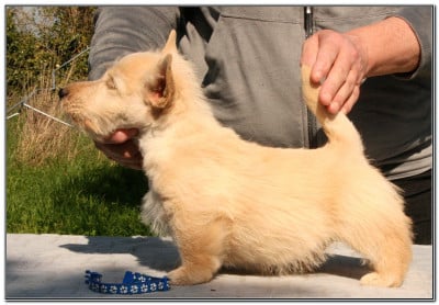 Les chiots de Scottish Terrier