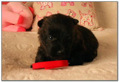 Les chiots de Scottish Terrier