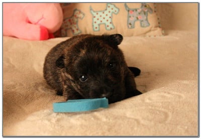 Les chiots de Scottish Terrier