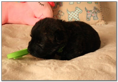 Les chiots de Scottish Terrier