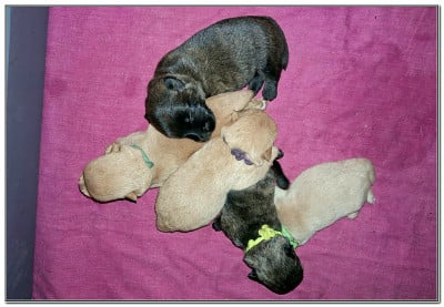 Les chiots de Scottish Terrier