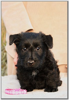 Les chiots de Scottish Terrier