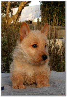 Les chiots de Scottish Terrier