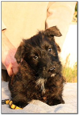 Les chiots de Scottish Terrier