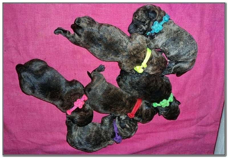 Scottish Terrier - du Clan des Petits Colonels