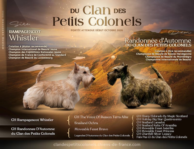 Scottish Terrier - du Clan des Petits Colonels