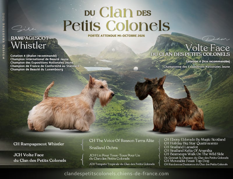 Scottish Terrier - du Clan des Petits Colonels