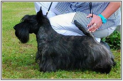 CH. Empire maker dit e'boy du Loch D'Ergué - 4e Exc COM