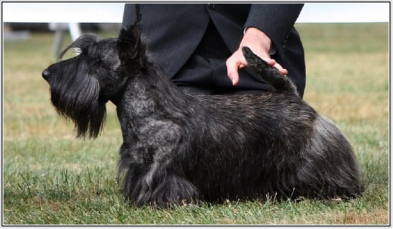 CH. Empire maker dit e'boy du Loch D'Ergué - 1er Exc CCM - Meilleur de Race -