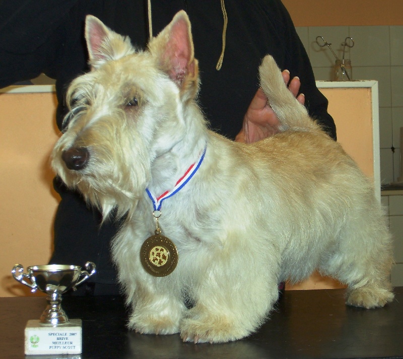 Kinloch Belphegor - 1er Trés Prometteur Meilleur Puppy