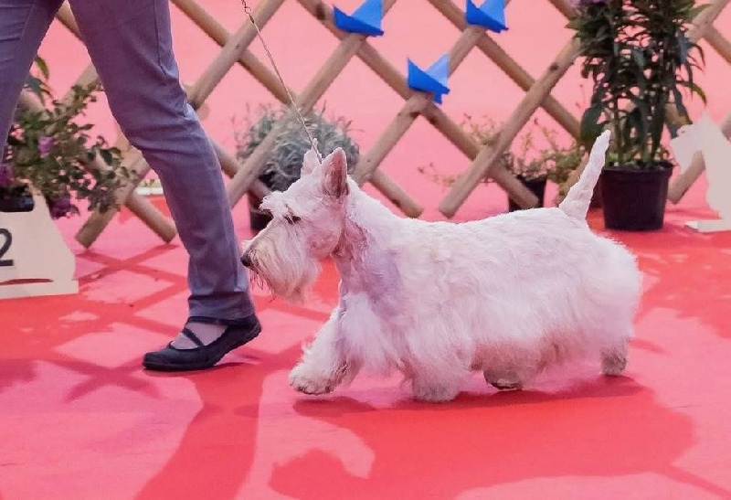 Allyxan milky way dit arod du Pays des Lylows - 1er Exc CHM - Meilleur Honneur - 2e Meilleur Honneur NE