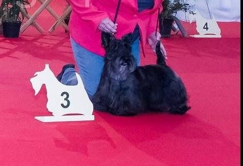 Caïla du Loch D'Ergué - 3e Exc CVF