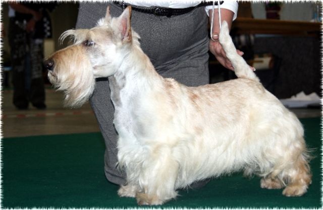 Allyxan milky way dit arod du Pays des Lylows - RCACS - 2eme Exc COM