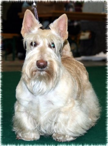 Kinloch Belphegor - RCACS - 2eme Exc COF