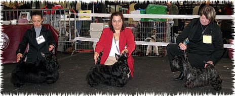 Caïla du Loch D'Ergué - 1er Exc CJF - Meilleur Jeune