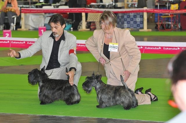 CH. Empire maker dit e'boy du Loch D'Ergué - TB Non Classé COM