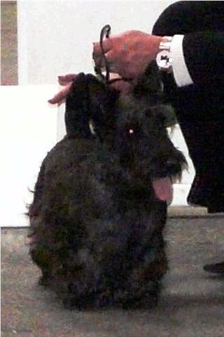 Caïla du Loch D'Ergué - 1er Exc CJF